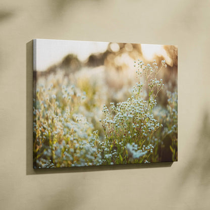 Soft focus baby’s breath canvas wall art in warm golden light