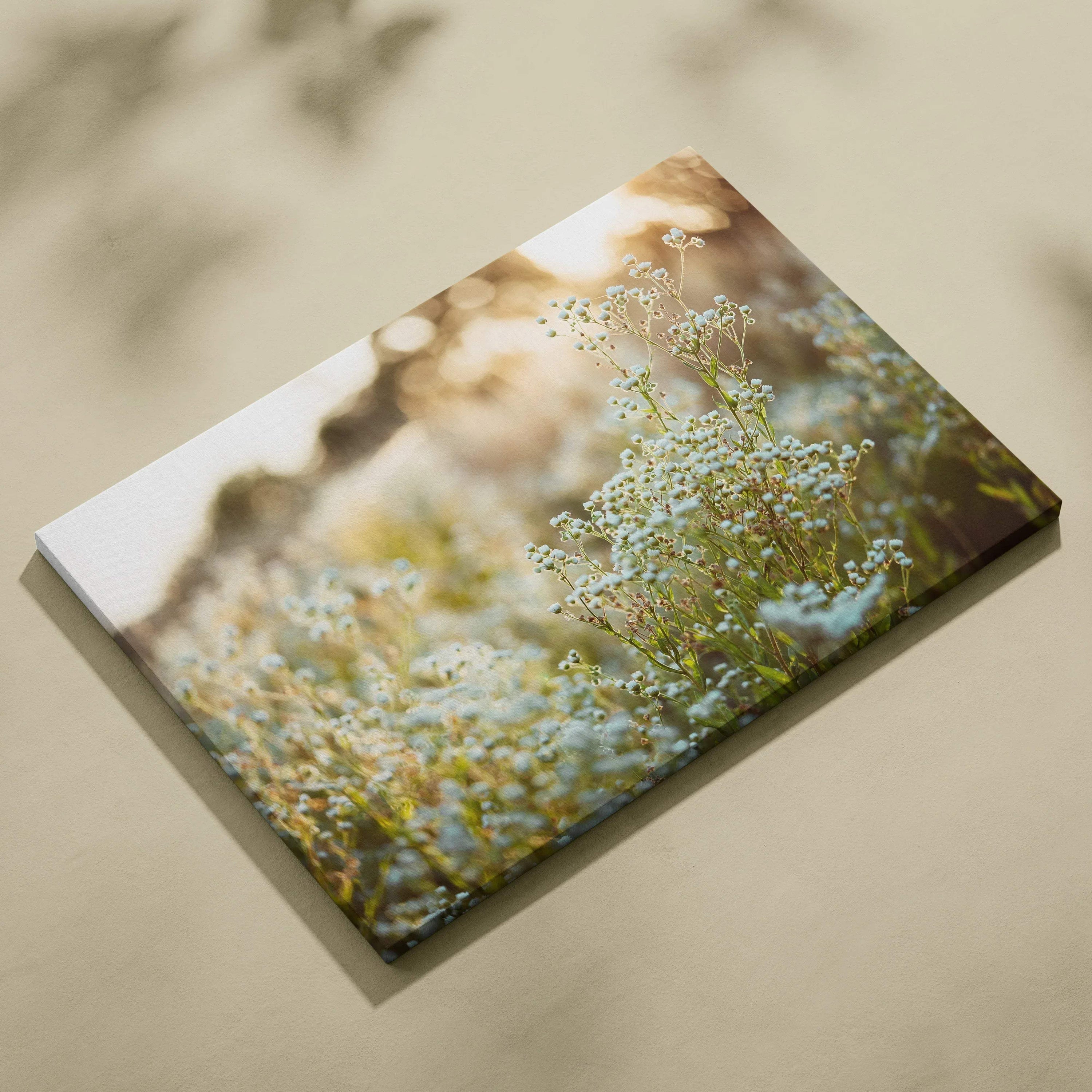 Canvas print of soft-focus baby’s breath in pink hues and golden light