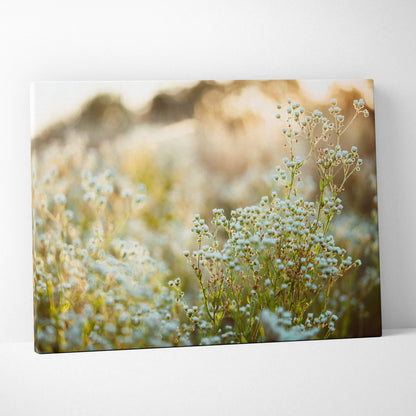 Canvas print of soft-focus baby’s breath in pink hues and golden light