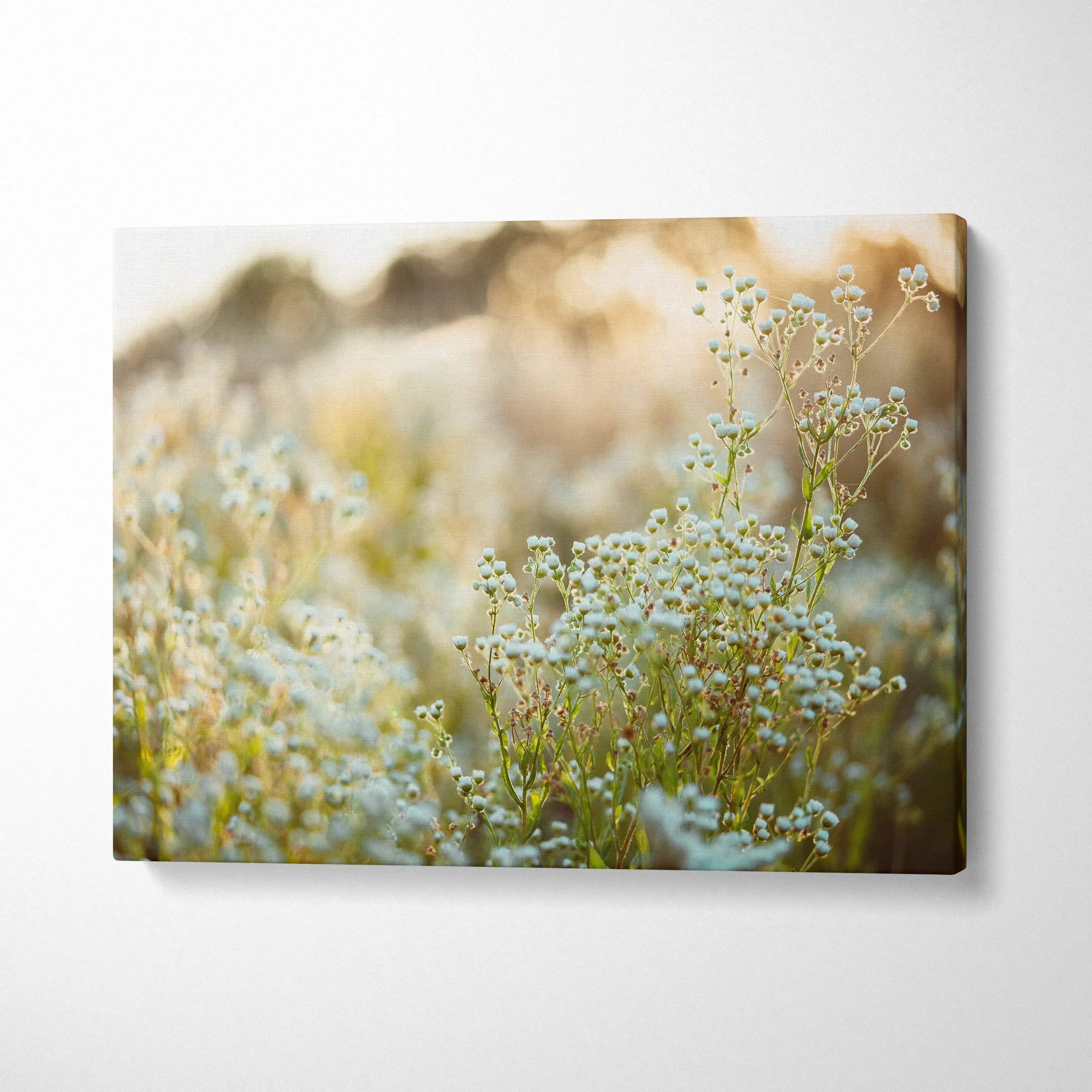 Soft-focus floral canvas wall art with delicate white blossoms and warm sunlight decor.