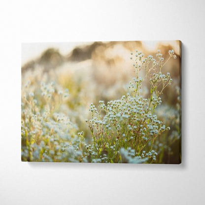 Soft-focus floral canvas wall art with delicate white blossoms and warm sunlight decor.