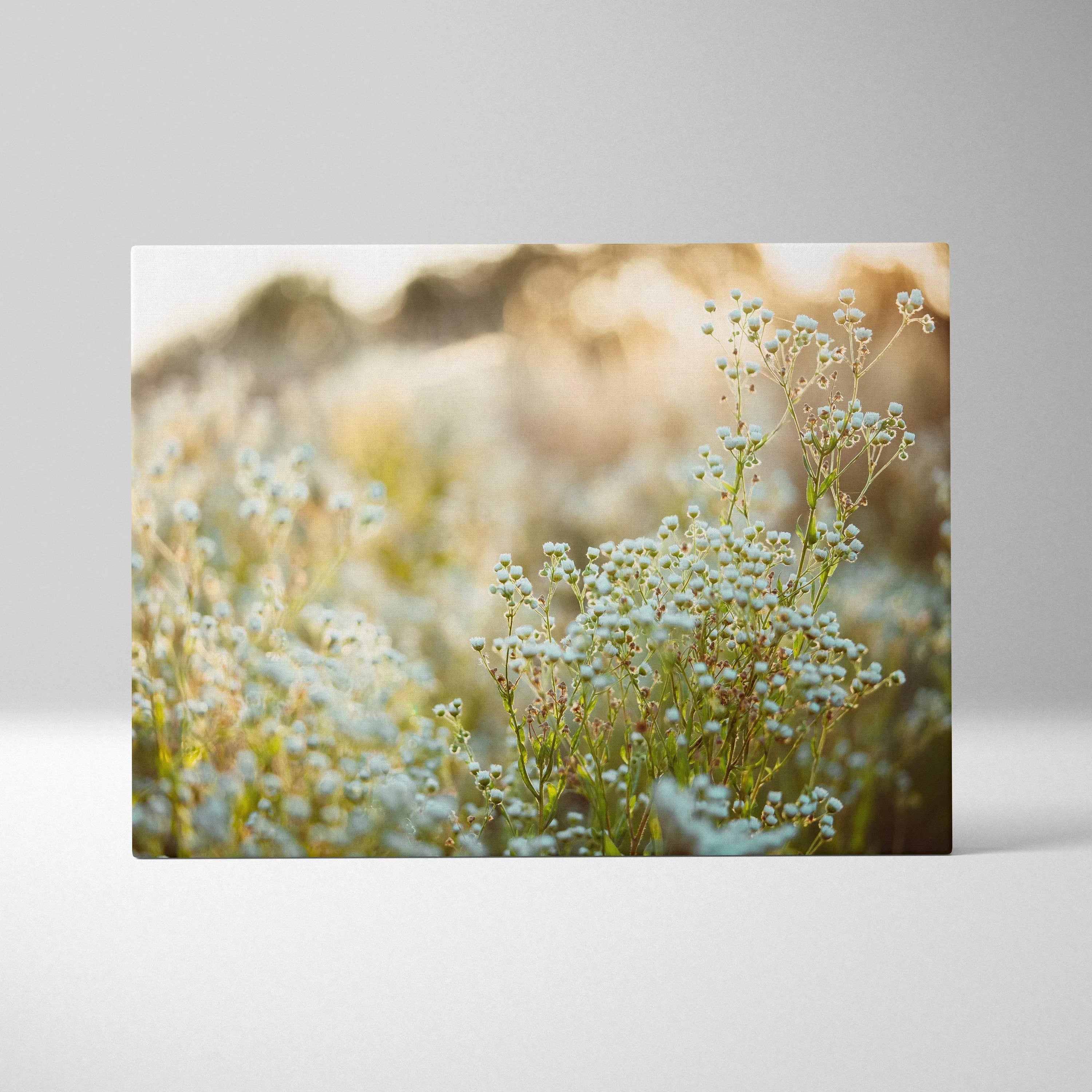 Canvas print of soft-focus baby’s breath flowers in pink hues and golden light