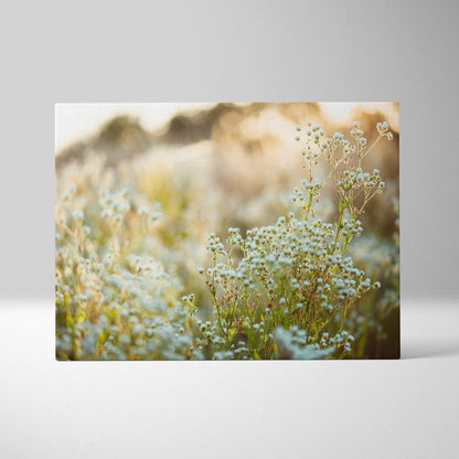 Canvas print of soft-focus baby’s breath flowers in pink hues and golden light