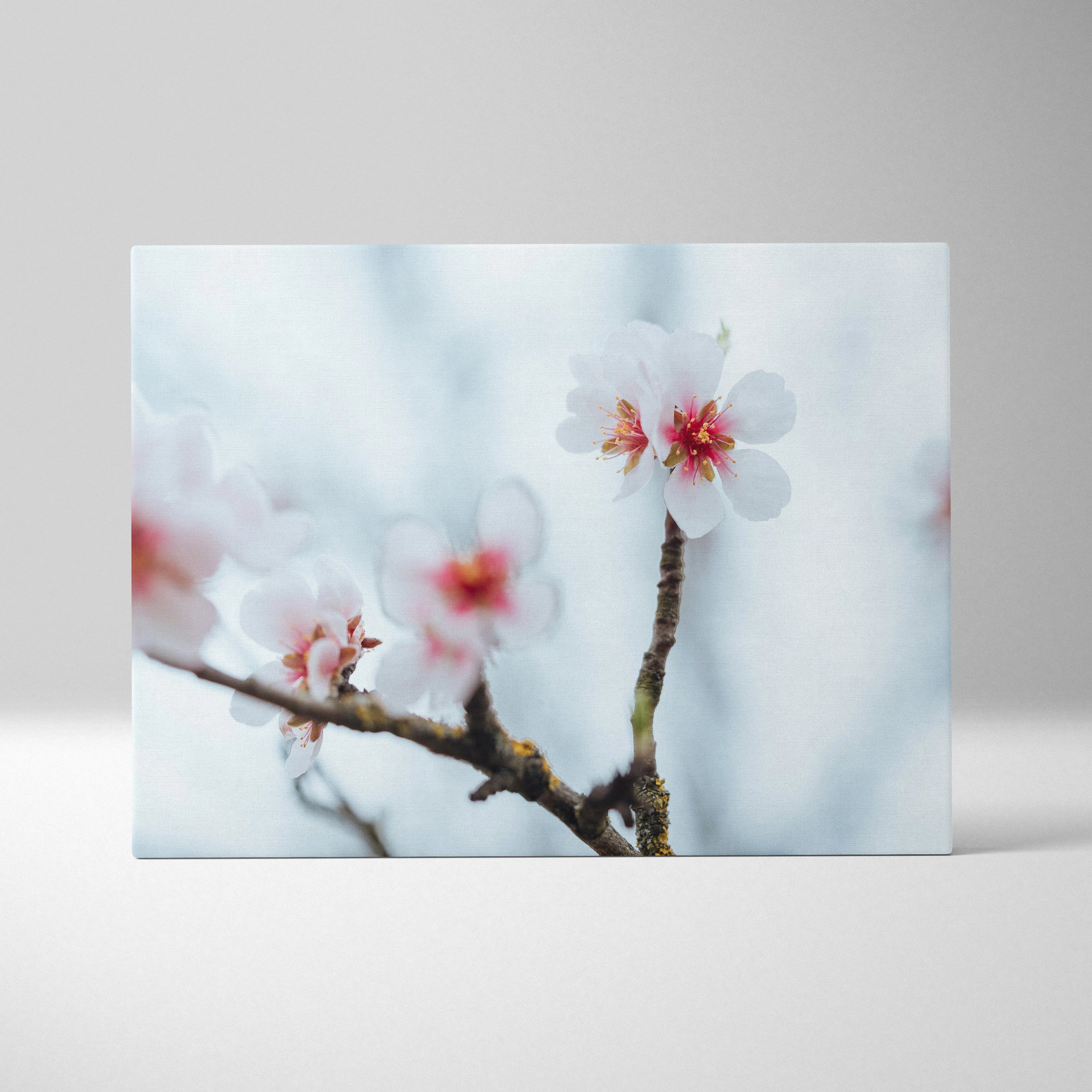Stunning Cherry Blossom Floral Digital Wall Art Canvas Print For Home Decor