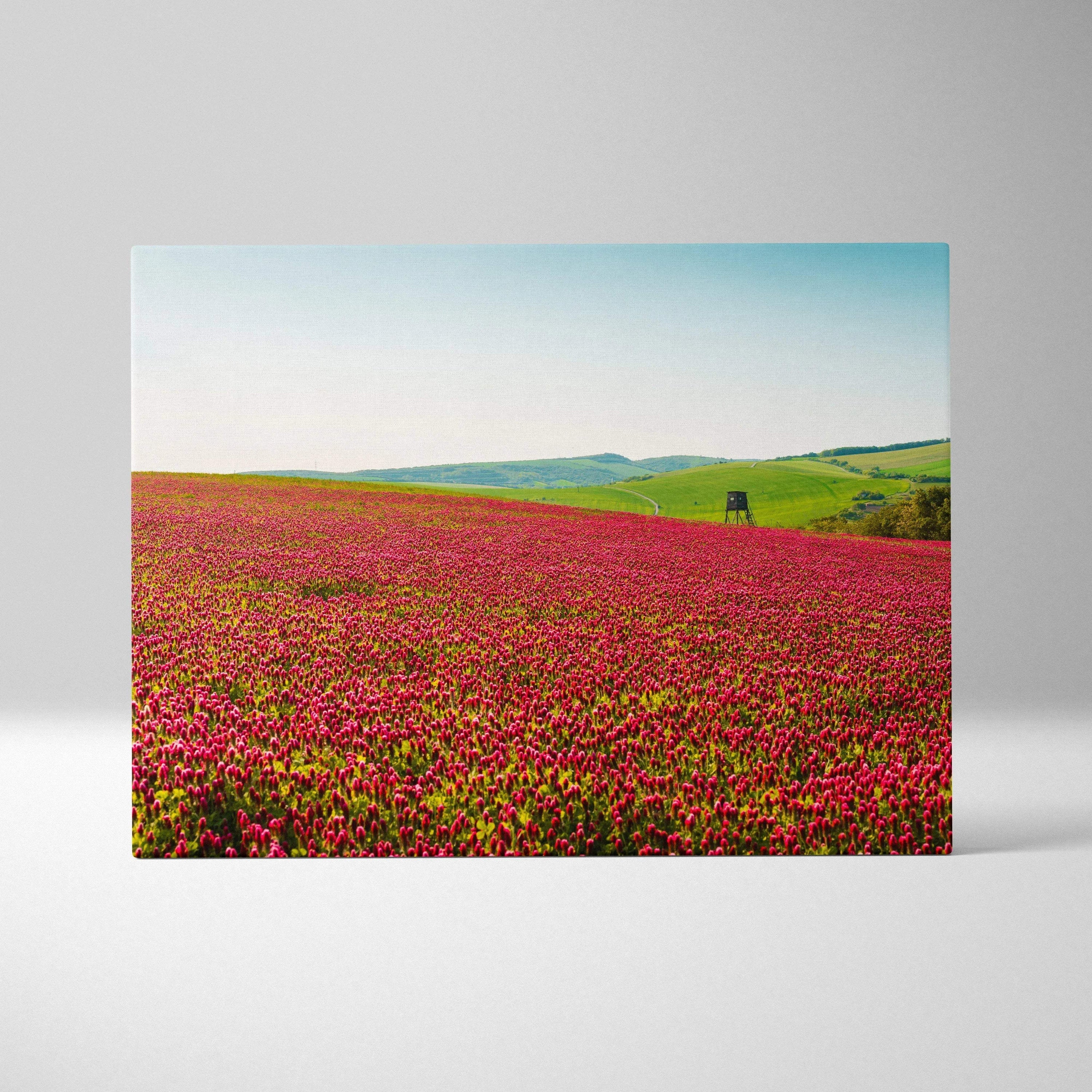 Canvas wall art featuring vibrant Gymnadenia wildflowers in a sprawling field under a clear blue sky.