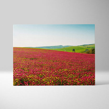 Canvas wall art featuring vibrant Gymnadenia wildflowers in a sprawling field under a clear blue sky.