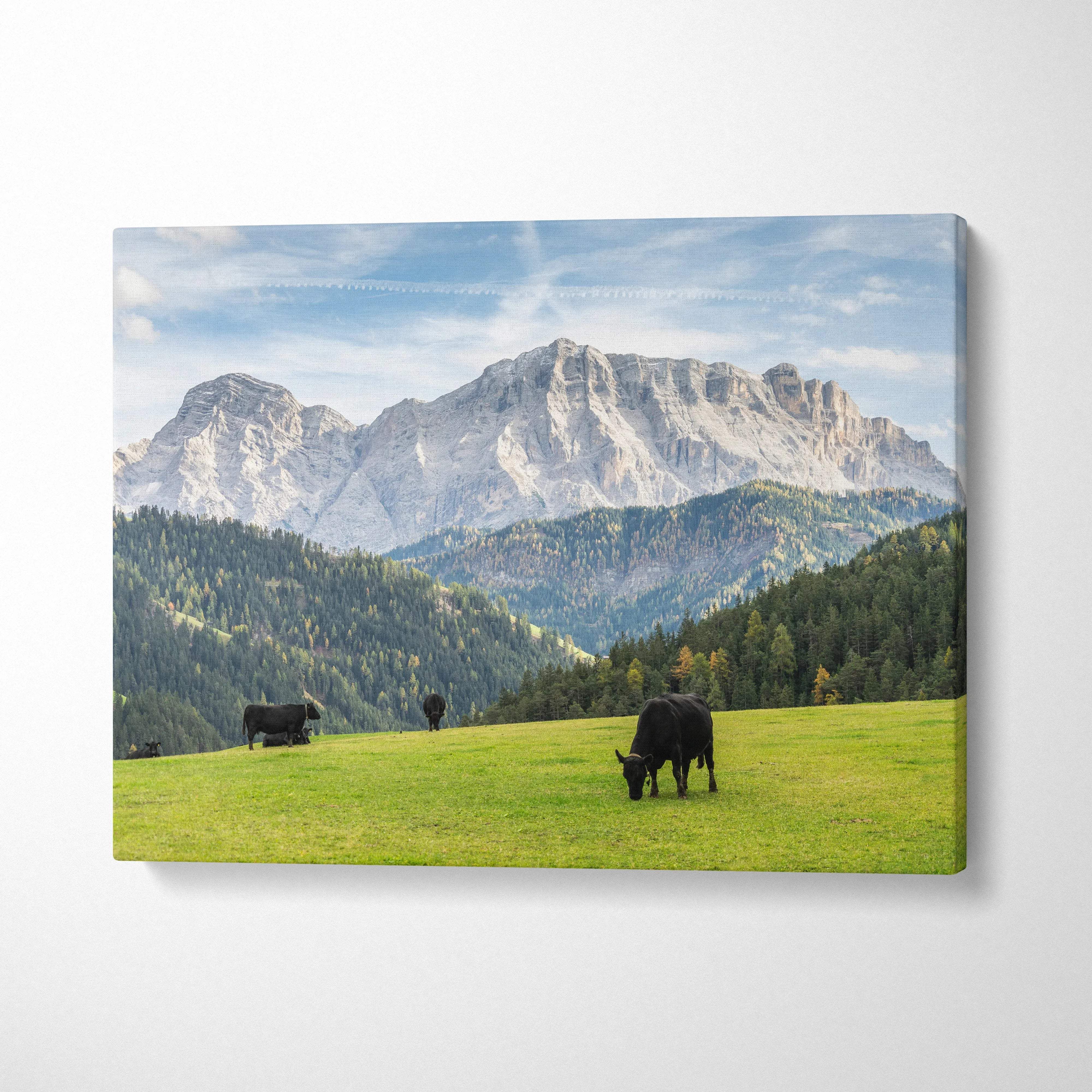 Canvas print of cows grazing in Dolomites mountain landscape meadow