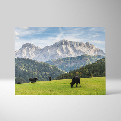 Canvas print of cows grazing in Dolomites mountain landscape meadow