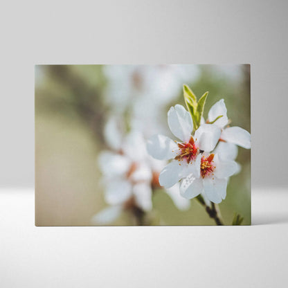 Cherry blossom branch close-up floral canvas wall art with soft blurred background decor.