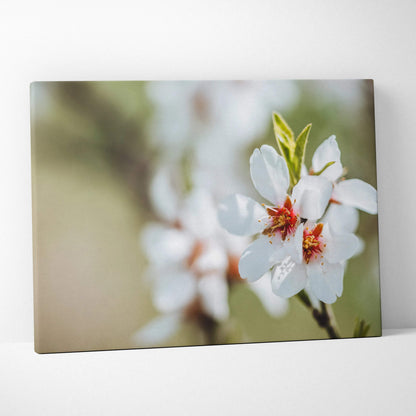 Cherry blossom close-up floral canvas wall art with soft blurred background decor.