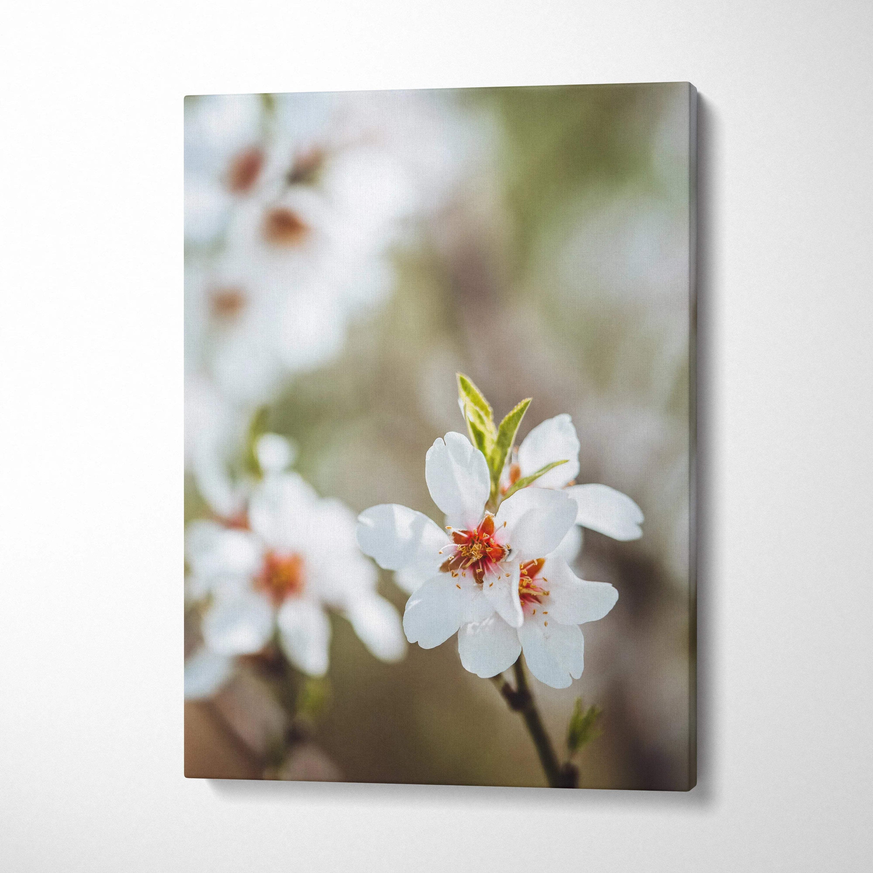 White almond blossoms canvas wall art with orange centers, pastel mood