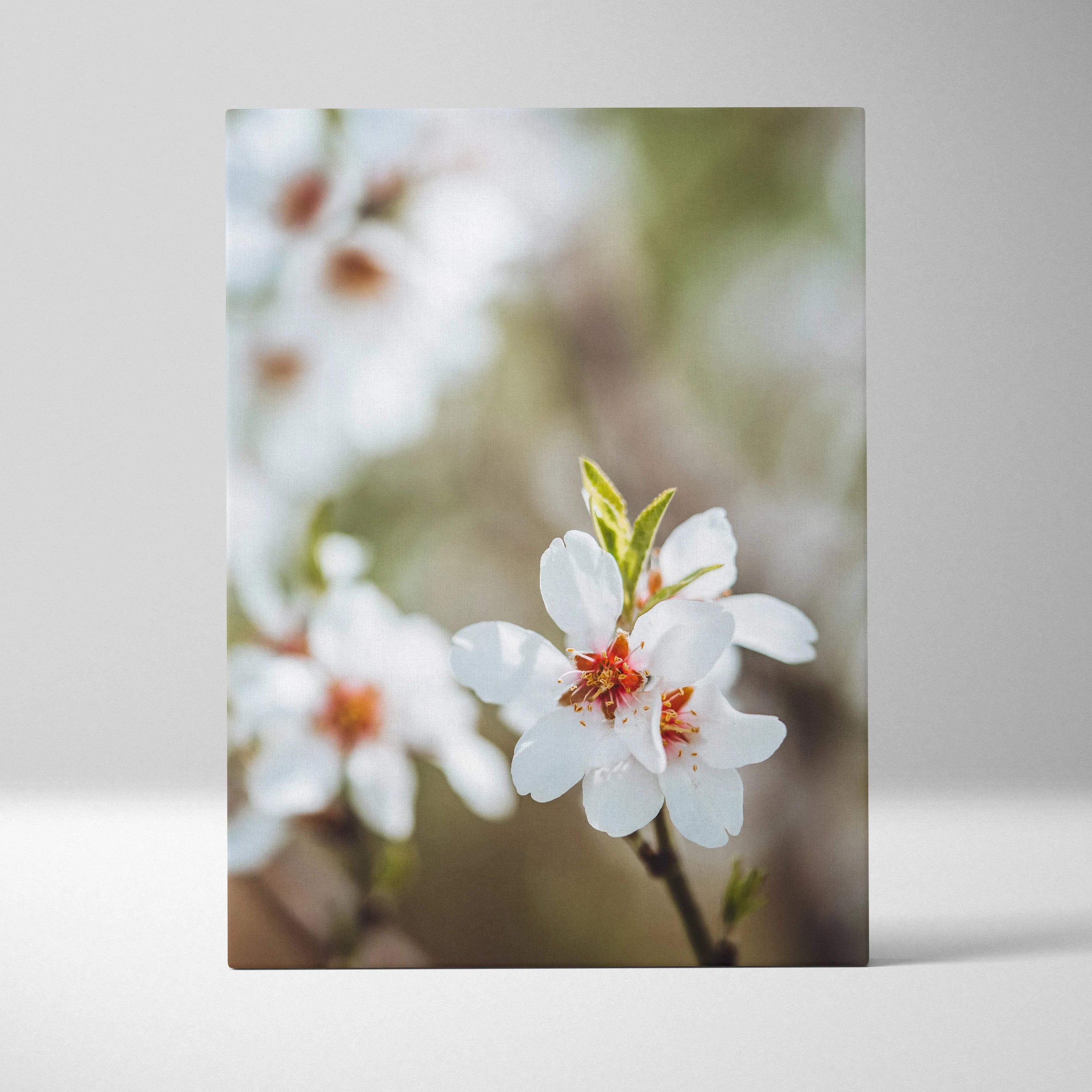 Canvas wall art of white almond tree blossoms in soft pastel mood