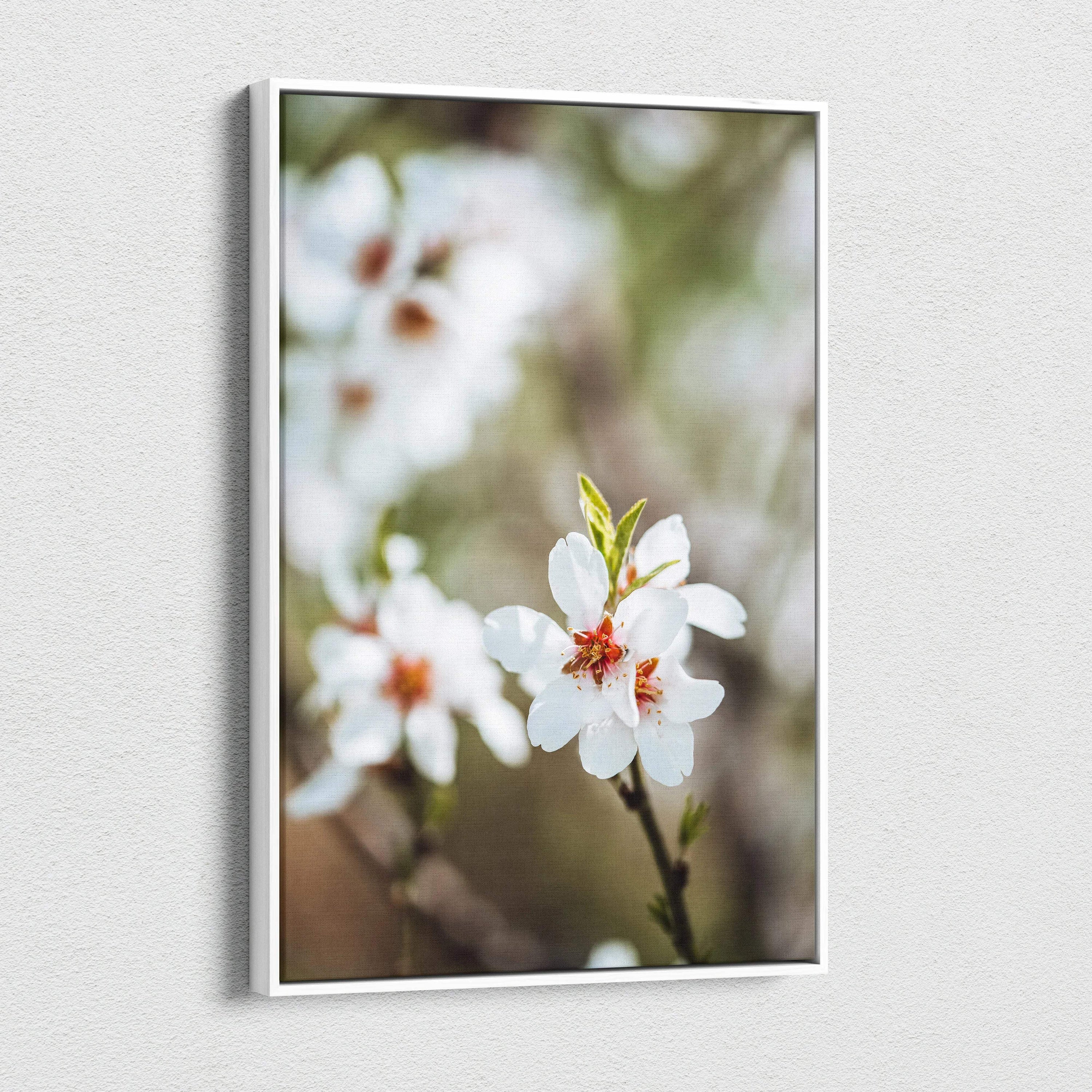 White-framed canvas print of almond tree blossoms in soft pastel mood