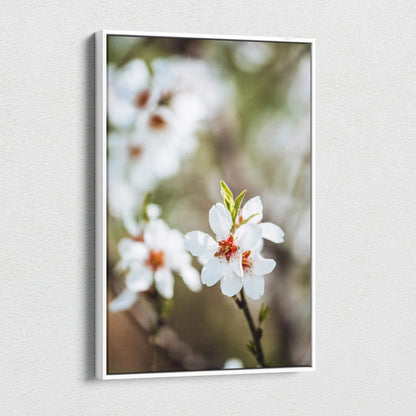 White-framed canvas print of almond tree blossoms in soft pastel mood