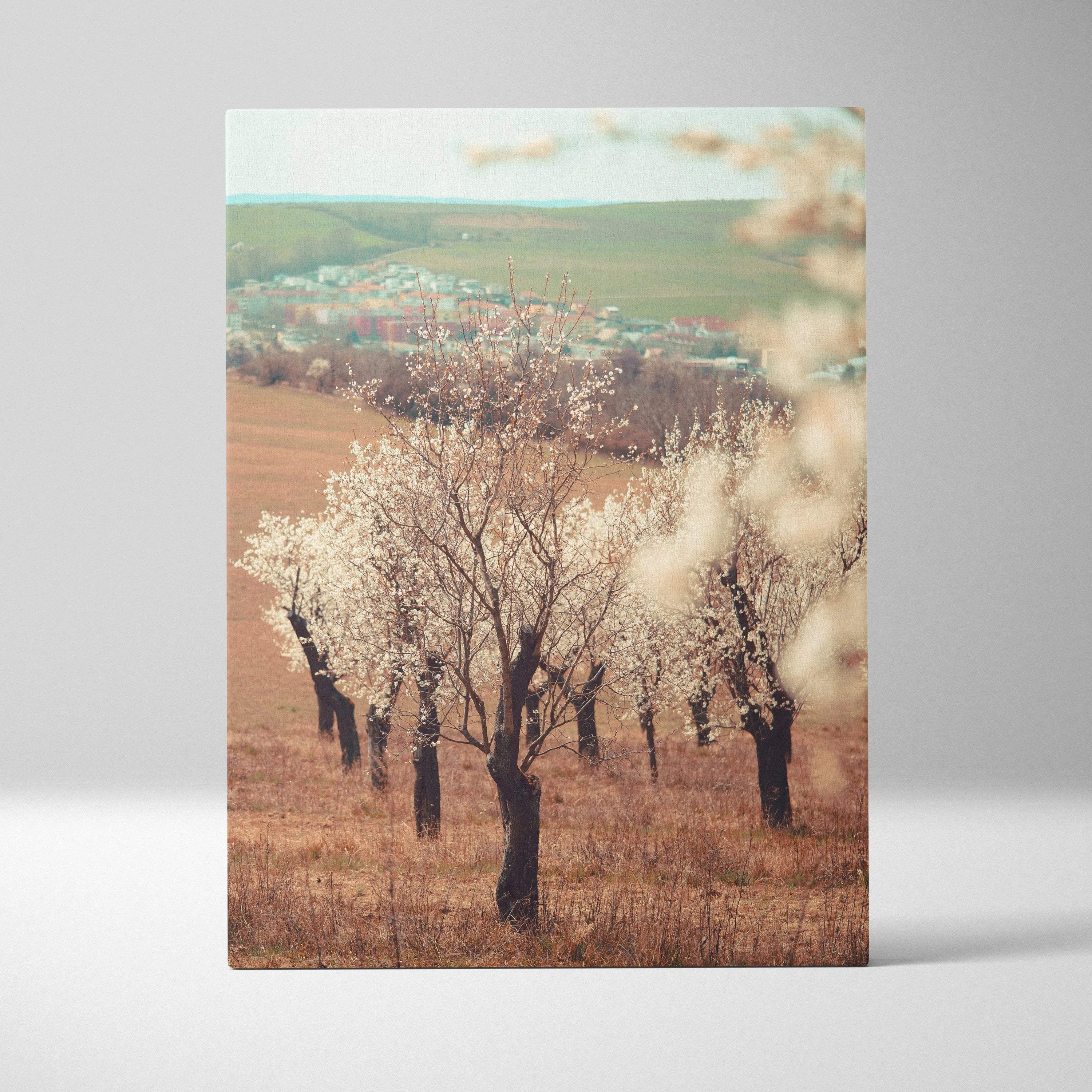 Canvas wall art of serene soft focus spring landscape with white almond tree flowers