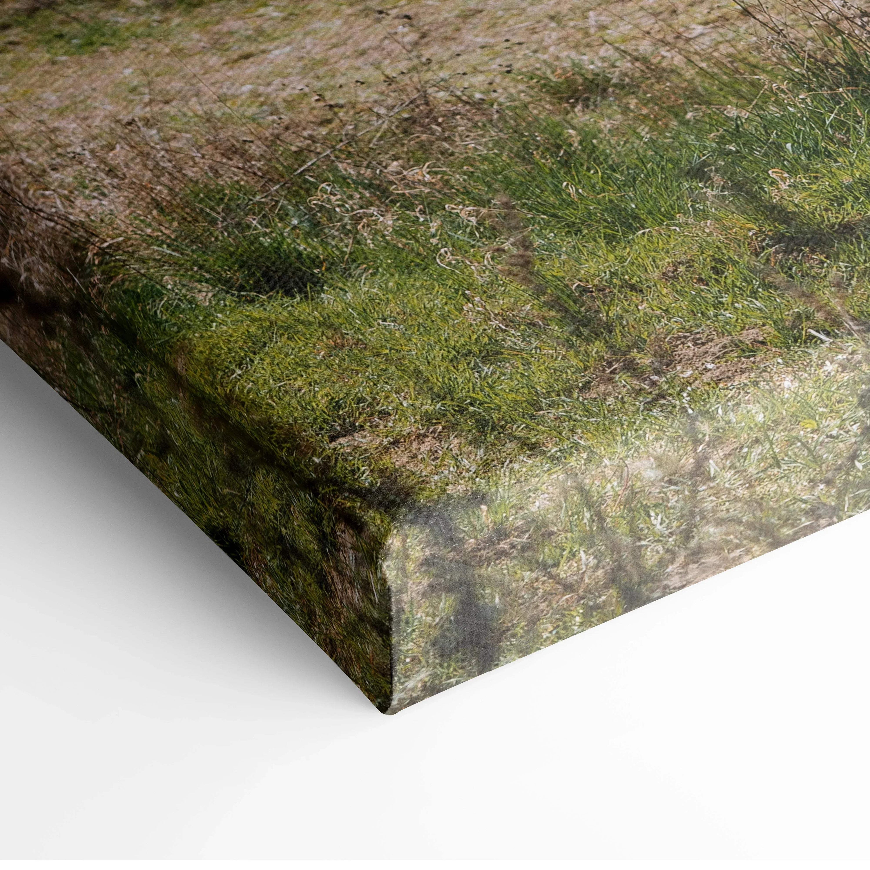 Canvas print of romantic white almond tree blossoms on green grassy terrain