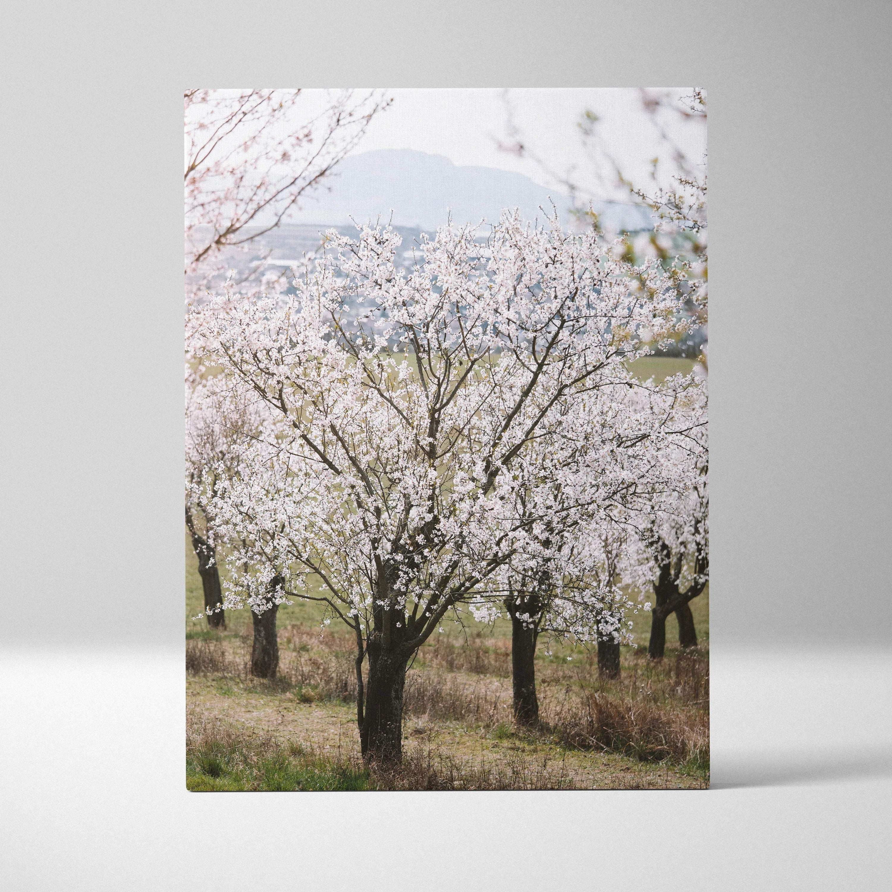 Canvas wall art of serene white almond tree blossoms and hills