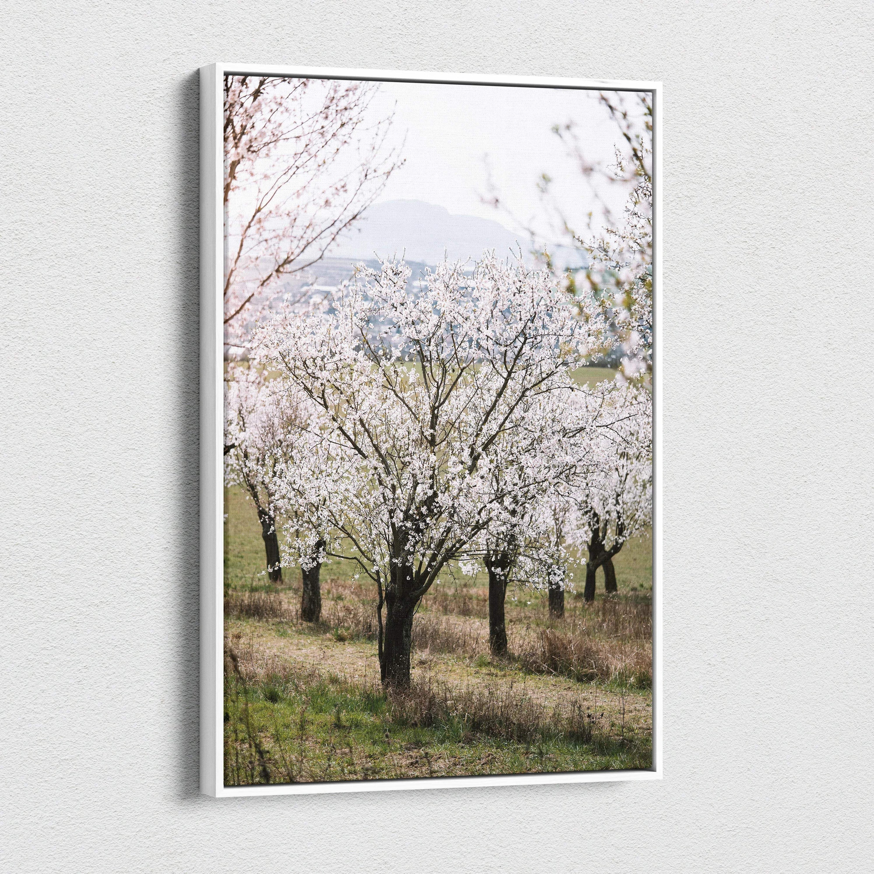 White-framed canvas print of serene white cherry tree blossoms orchard