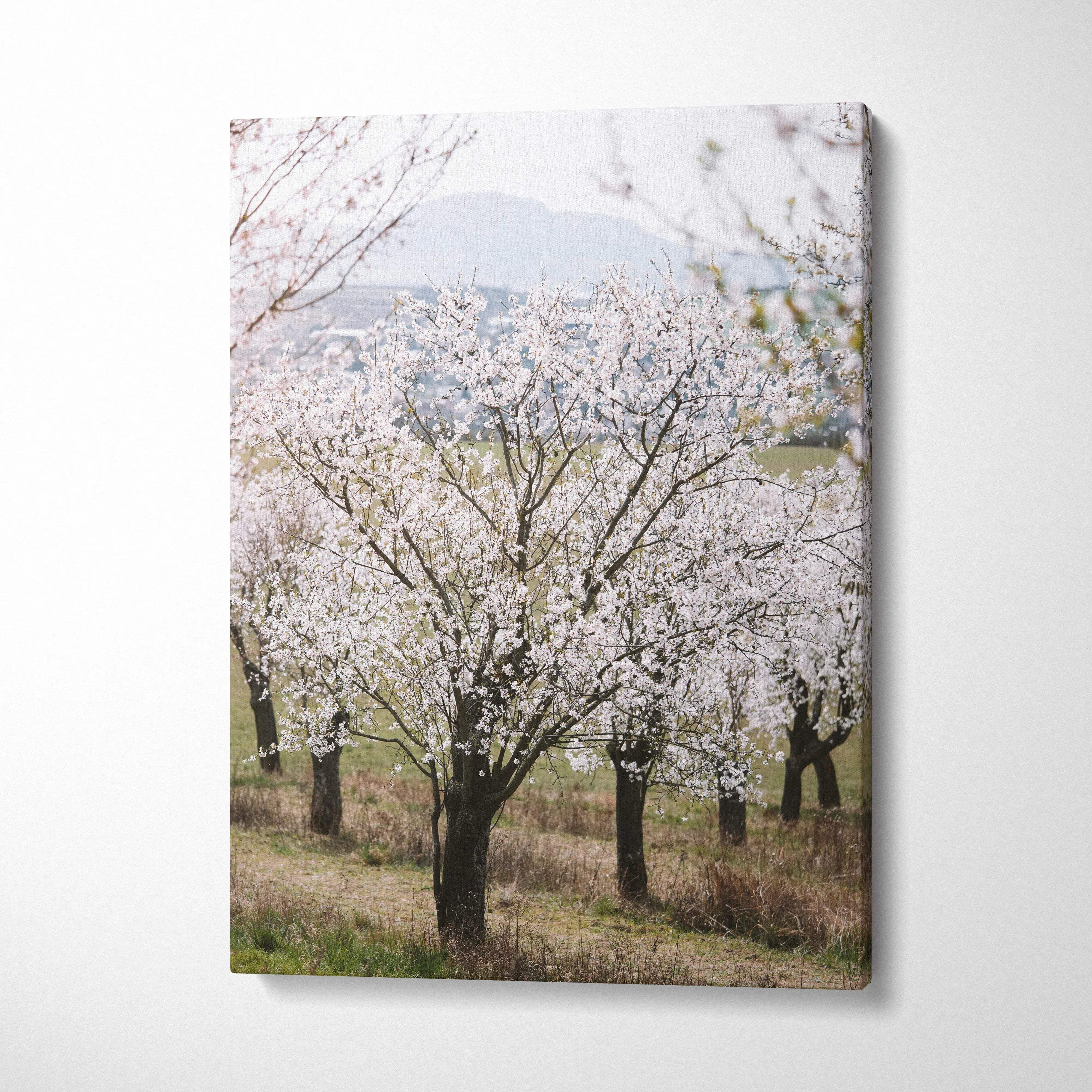 Canvas print of serene cherry blossom almond trees in pastel bloom
