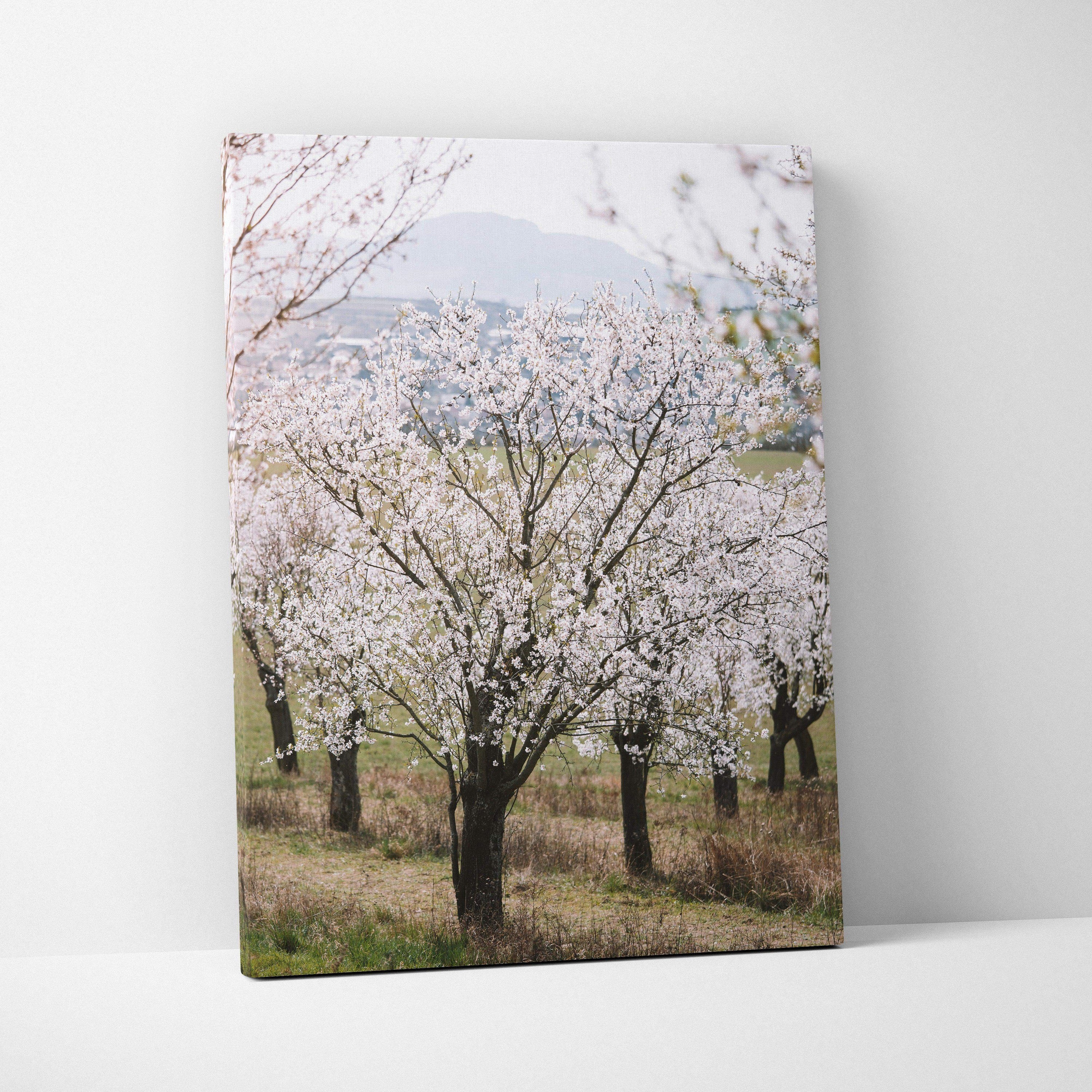 Canvas wall art of serene white almond tree blossoms in pastel mood