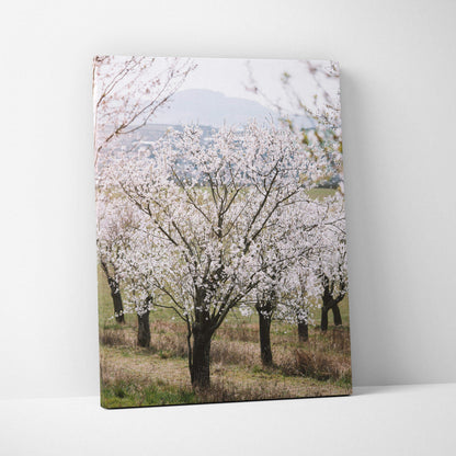 Canvas wall art of serene white almond tree blossoms in pastel mood