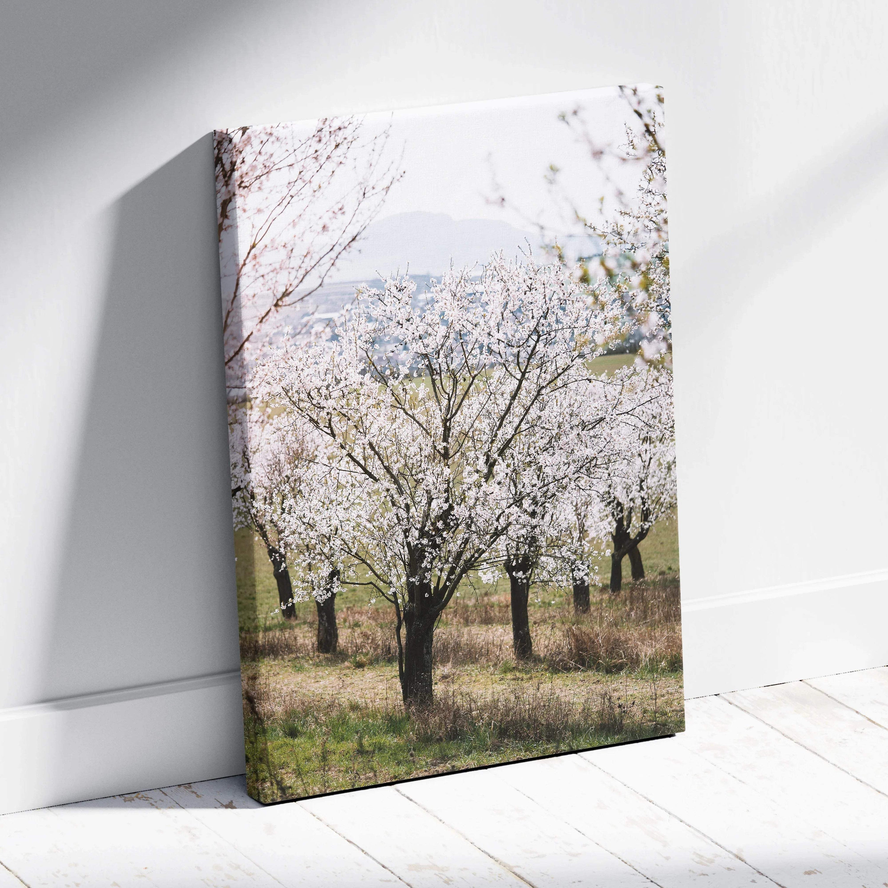 Canvas wall art of serene white almond tree blossoms in orchard landscape