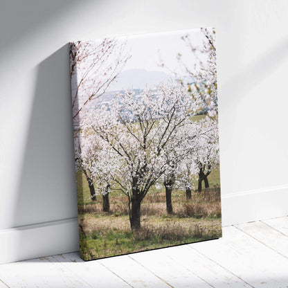 Canvas wall art of serene white almond tree blossoms in orchard landscape