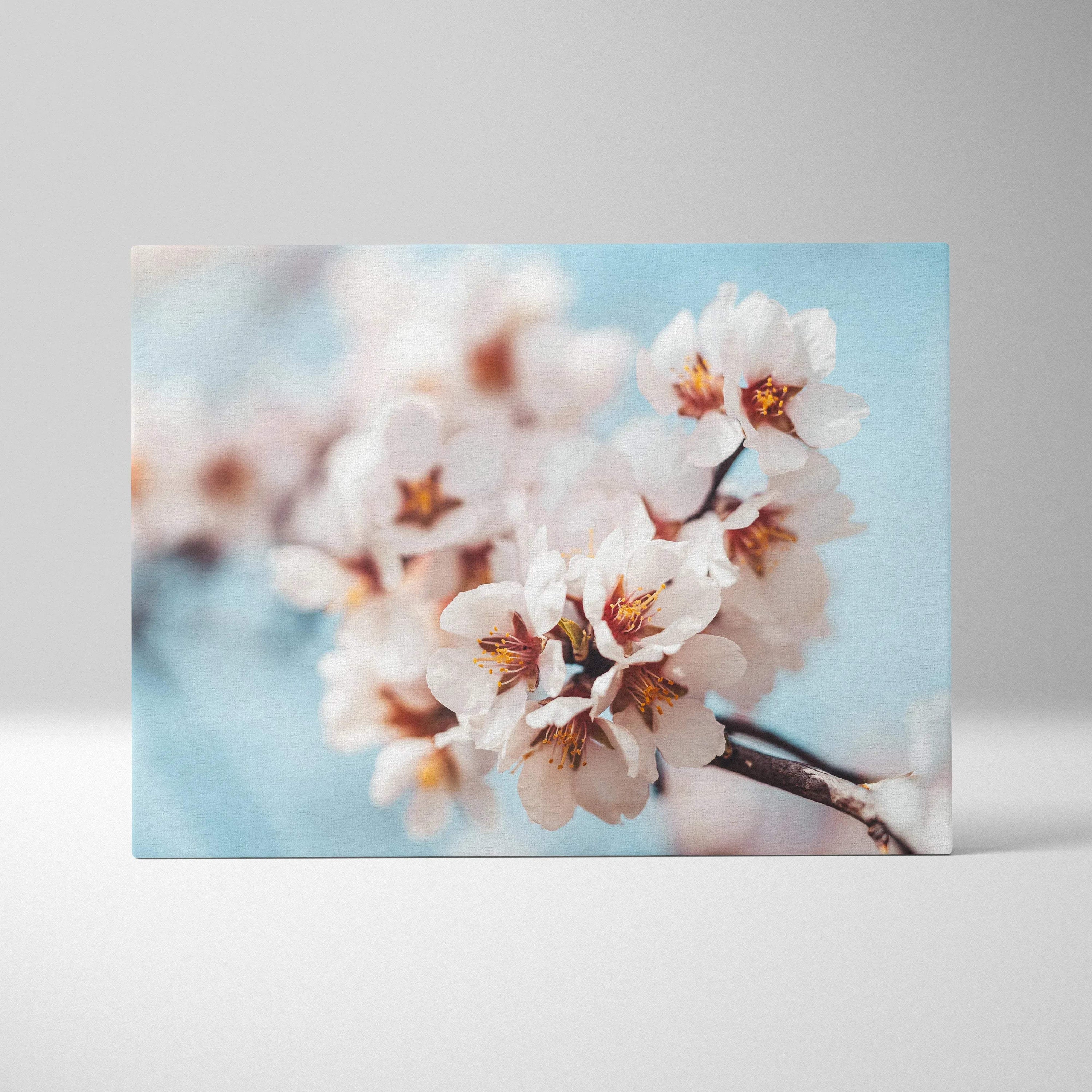 White flower bloom close-up canvas wall art with soft blue background decor.