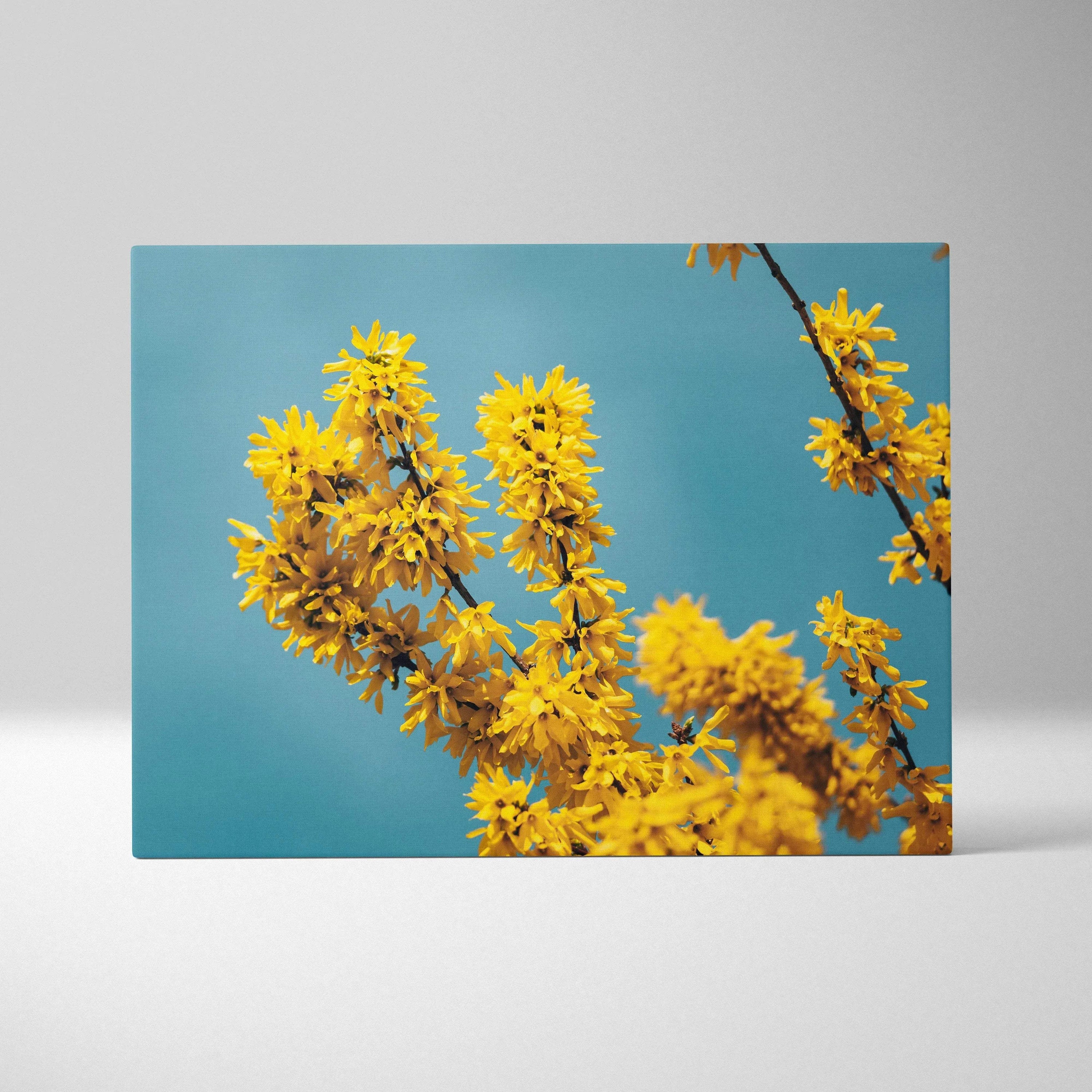 Canvas wall art featuring bright yellow forsythia blossoms against a clear blue sky background for vibrant home decor.