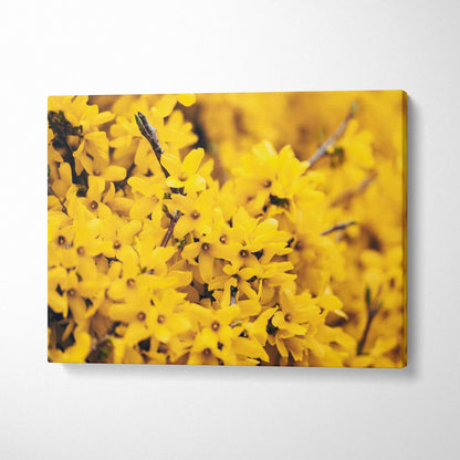 Yellow forsythia flowers close-up on canvas wall art decor with vibrant spring colors.