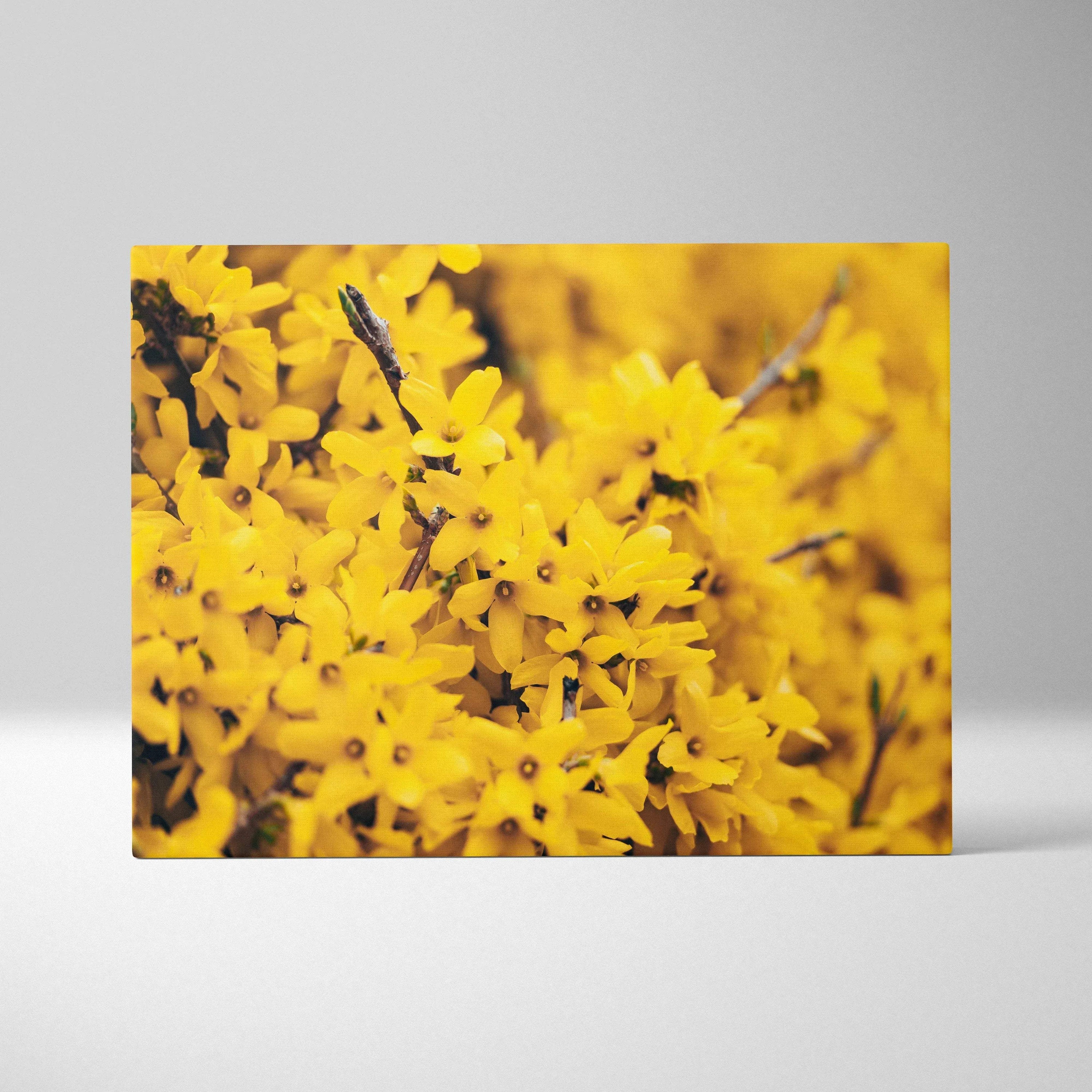 Yellow Forsythia flower close-up canvas wall art decor with vibrant floral details.