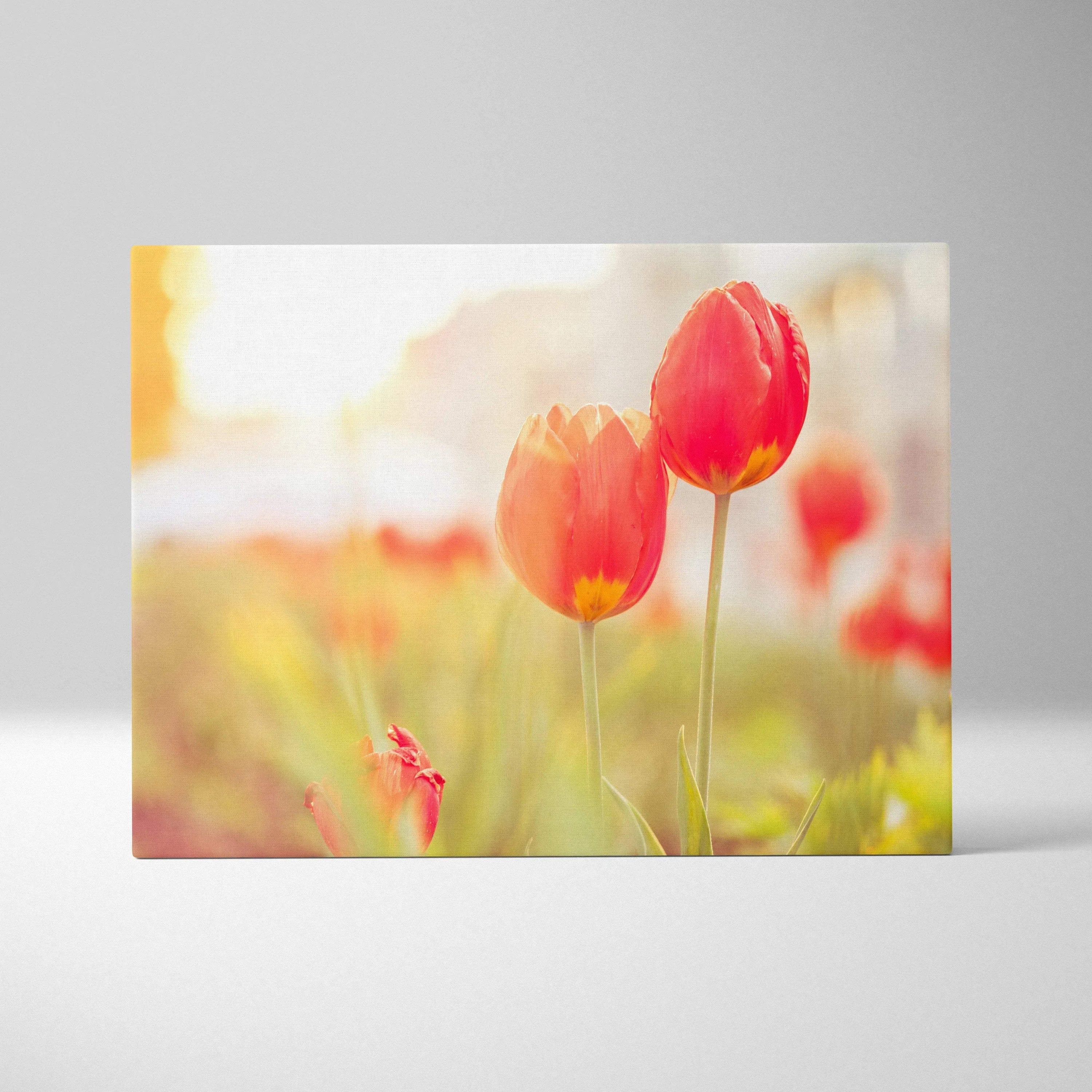 Red tulips floral canvas wall art with soft sunlight and blurred garden background decor.