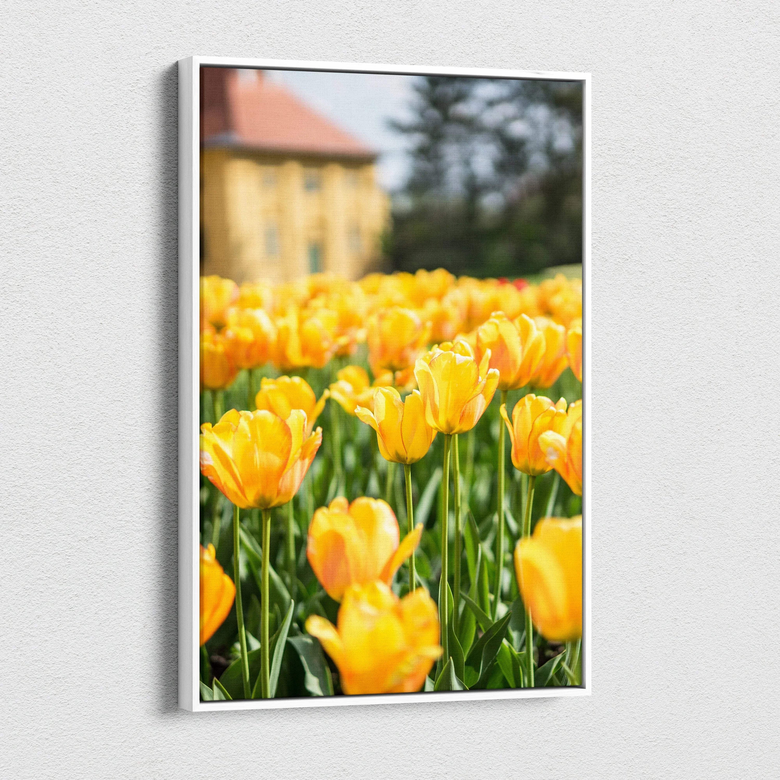 Vibrant yellow tulip field canvas wall art with blurred building background