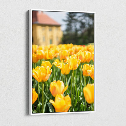 Vibrant yellow tulip field canvas wall art with blurred building background