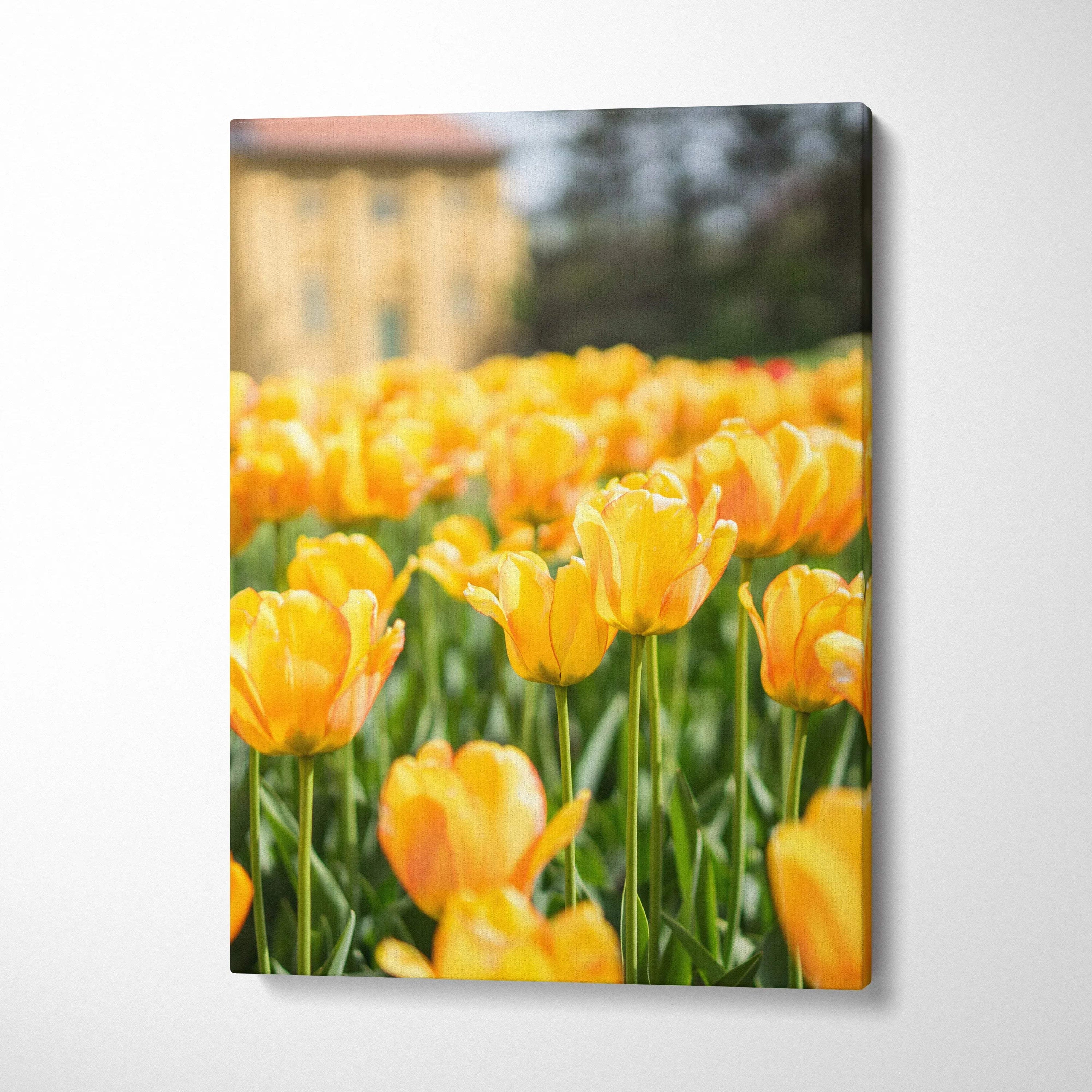 Vibrant canvas wall art of yellow tulip field with green stems on blurred background