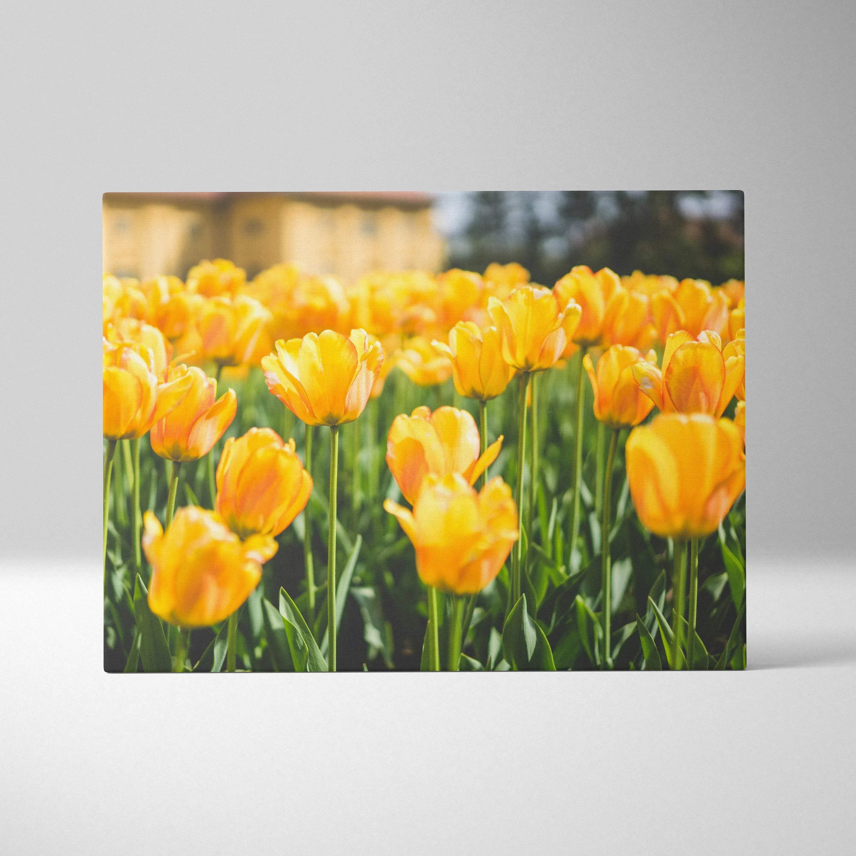 Yellow tulips floral canvas wall art with vibrant petals and green stems for home decor.
