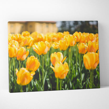 Yellow tulips canvas wall art with vibrant floral decor in natural sunlight.