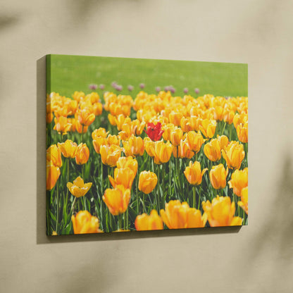 Yellow tulips floral canvas wall art with a single red tulip, vibrant home decor.