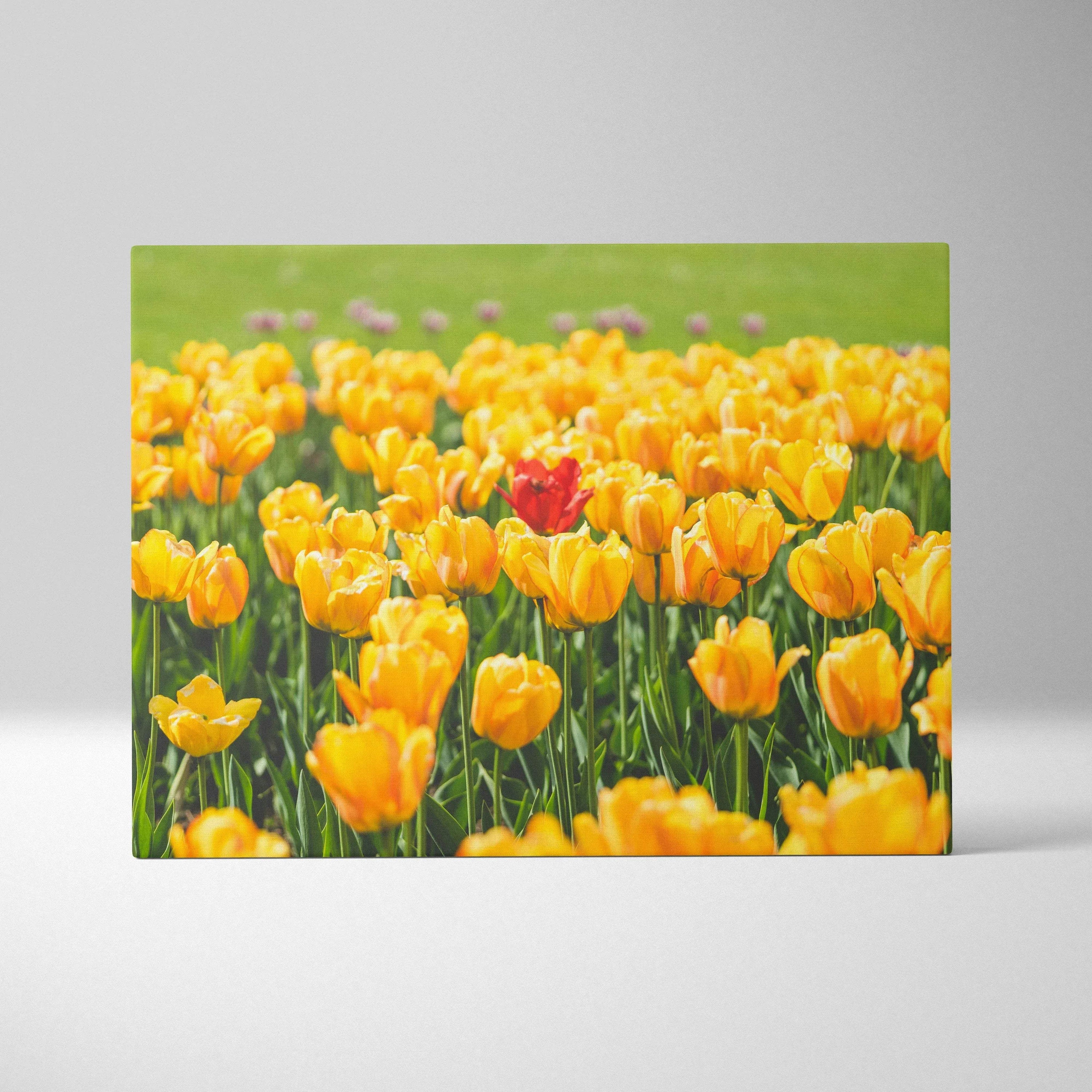 Canvas wall art featuring vibrant yellow tulips with one red tulip in a green field for home decor.