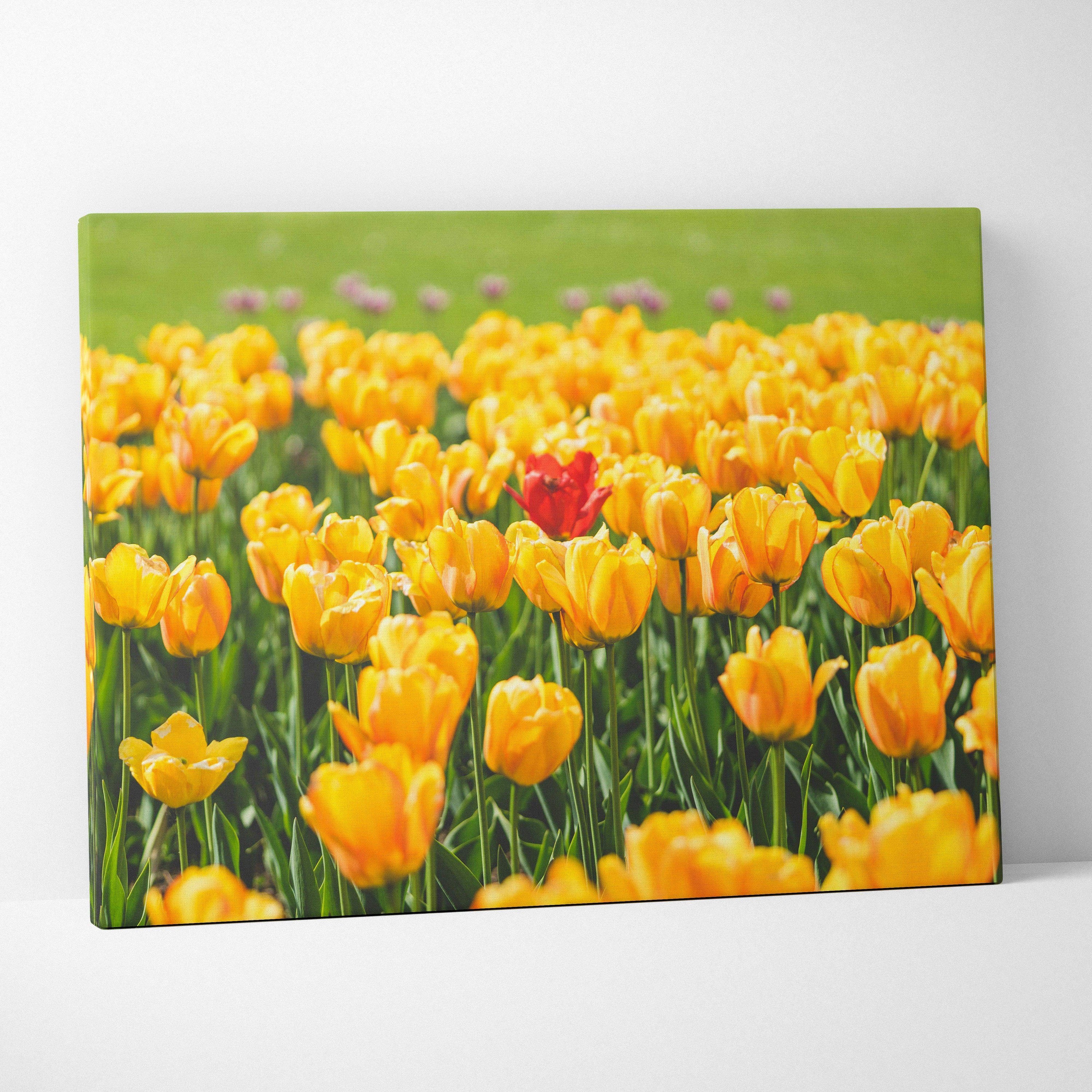 Yellow tulips with one red bloom in green field floral canvas wall art decor.