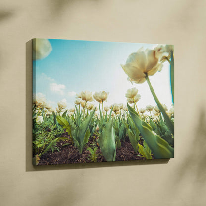 Canvas wall art featuring close-up of pale yellow tulips against blue sky for elegant decor.