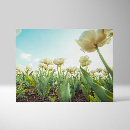 Canvas wall art featuring close-up of pale yellow tulips against a bright blue sky for elegant floral decor.