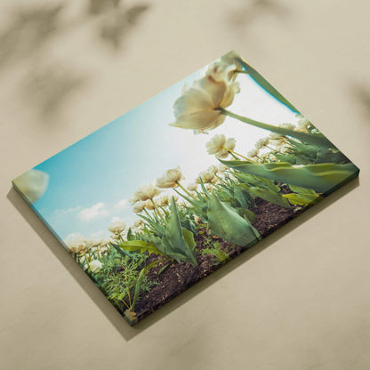 Canvas wall art featuring white tulips against a blue sky, vibrant floral decor for home.