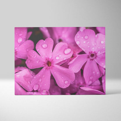 Pink cherry blossom close-up with water droplets on textured canvas wall art.