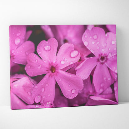 Pink cherry blossom flowers with water droplets printed on stretched canvas wall art.