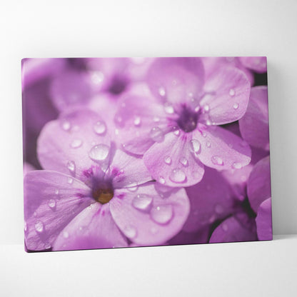 Close-up canvas wall art featuring vibrant pink cherry blossoms with water droplets on petals against a soft purple.