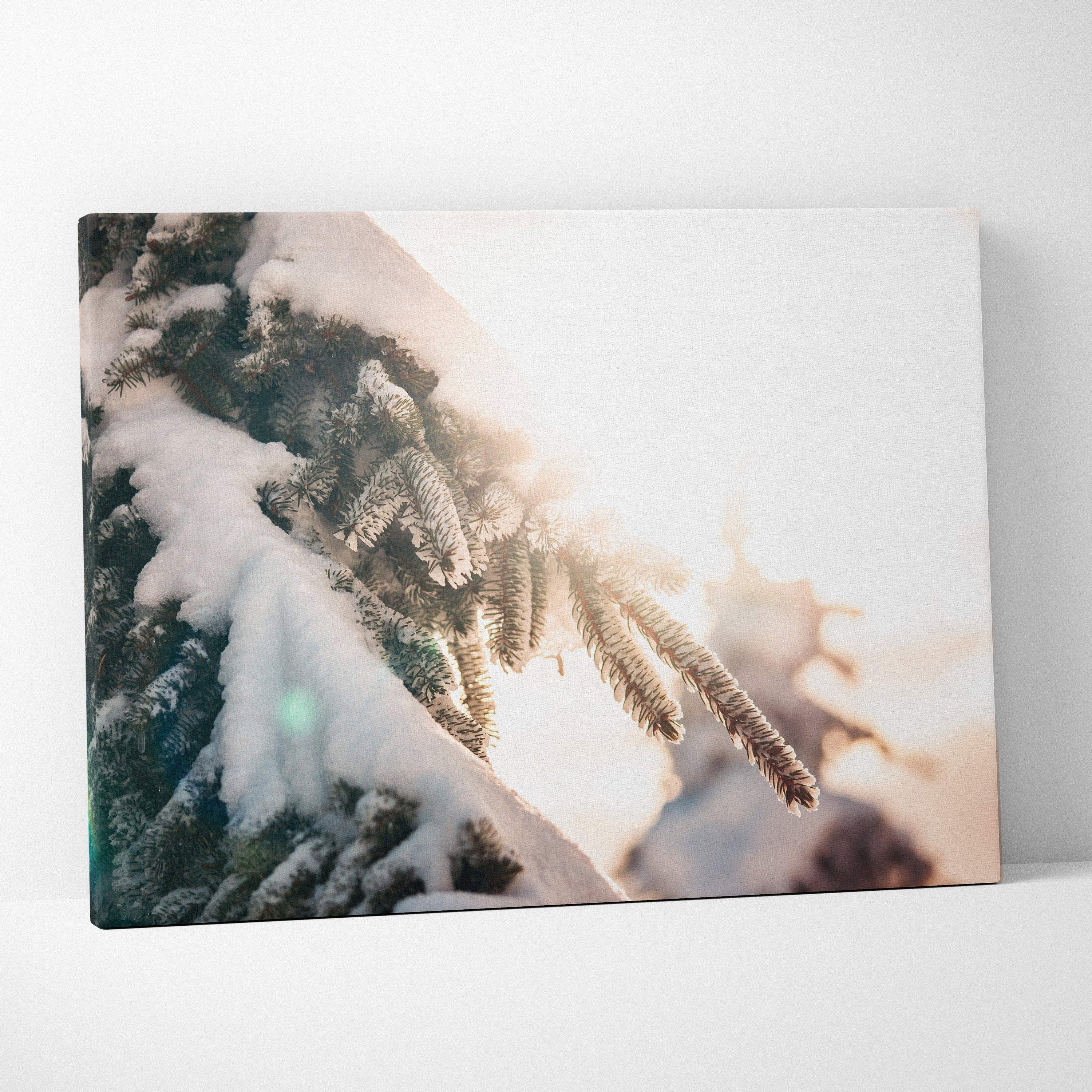 Canvas wall art featuring close-up of snow-covered evergreen tree branches with soft sunlight glow and blurred background.
