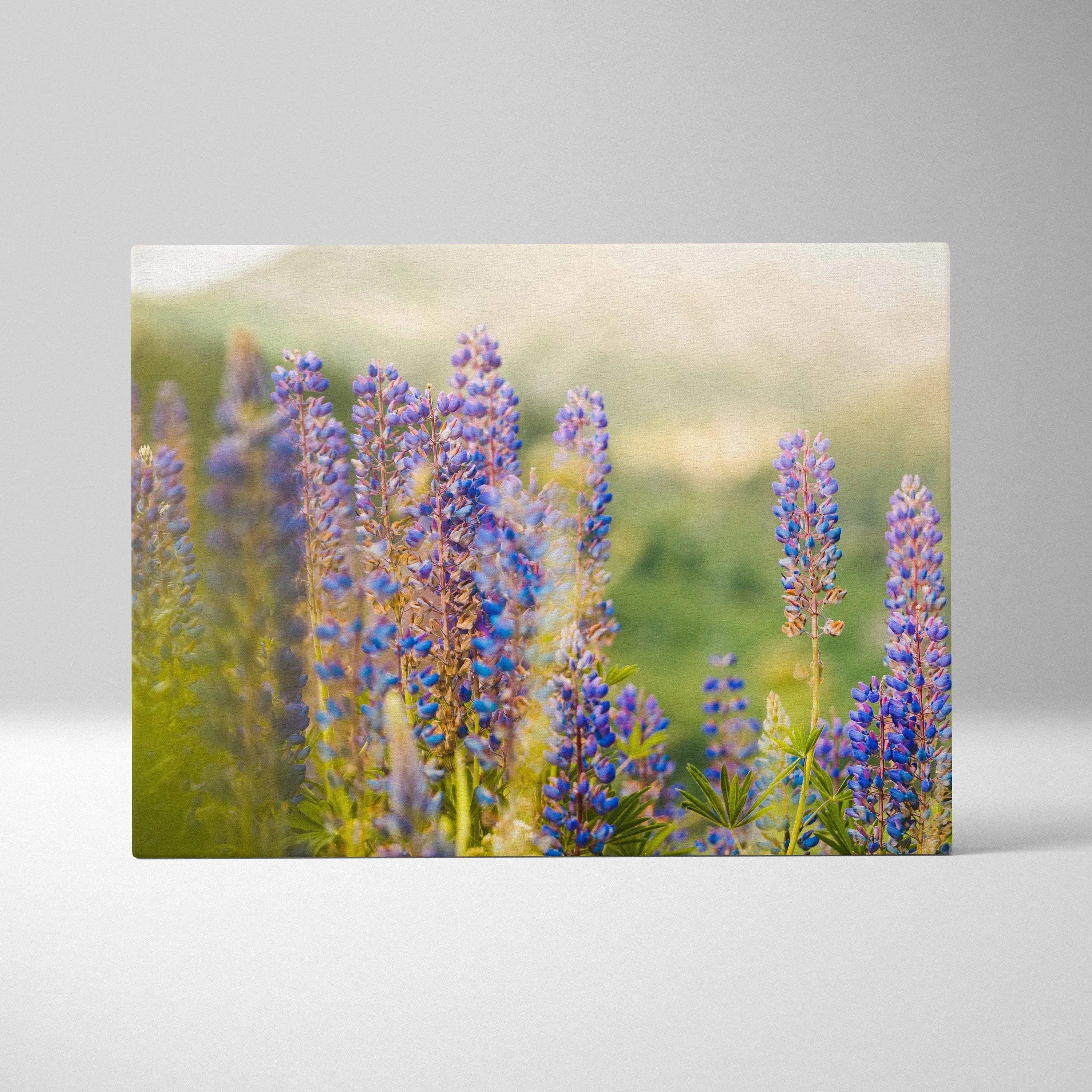 Canvas wall art featuring close-up of vibrant purple and blue lupine flowers with soft green and beige blurred background.
