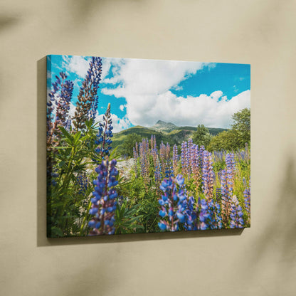 Vibrant canvas wall art featuring a high-resolution floral scene with purple lupines under blue sky and white clouds.