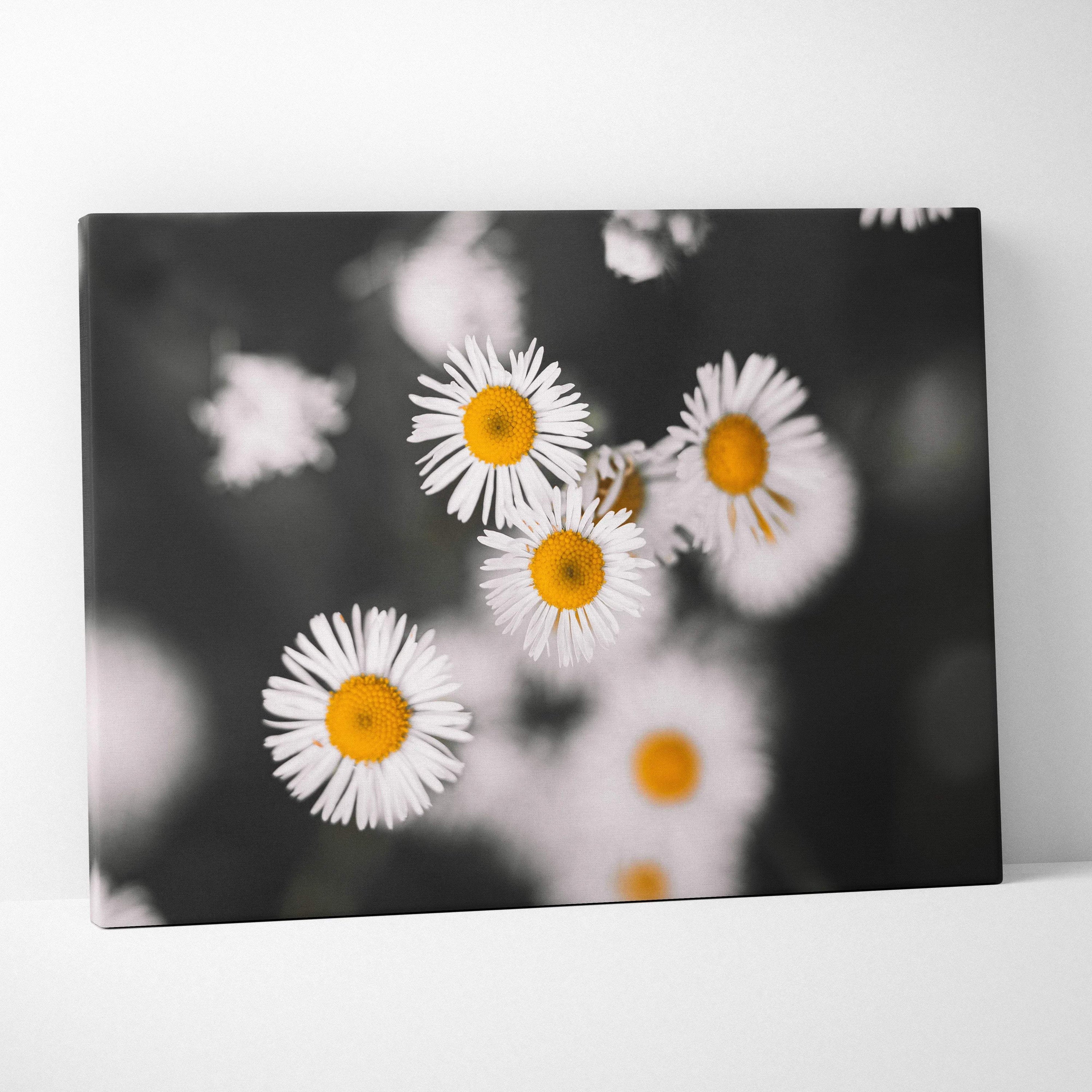 Canvas wall art featuring vibrant white daisy flowers with yellow centers and green stems on a blurred dark background.